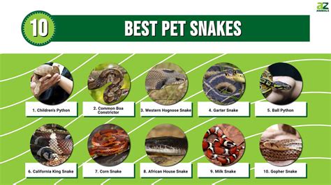 are snakes cheap pets